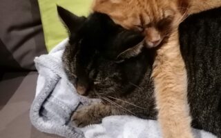 Le manque de sommeil comme facteur principal ou aggravant du mal-être psychologique